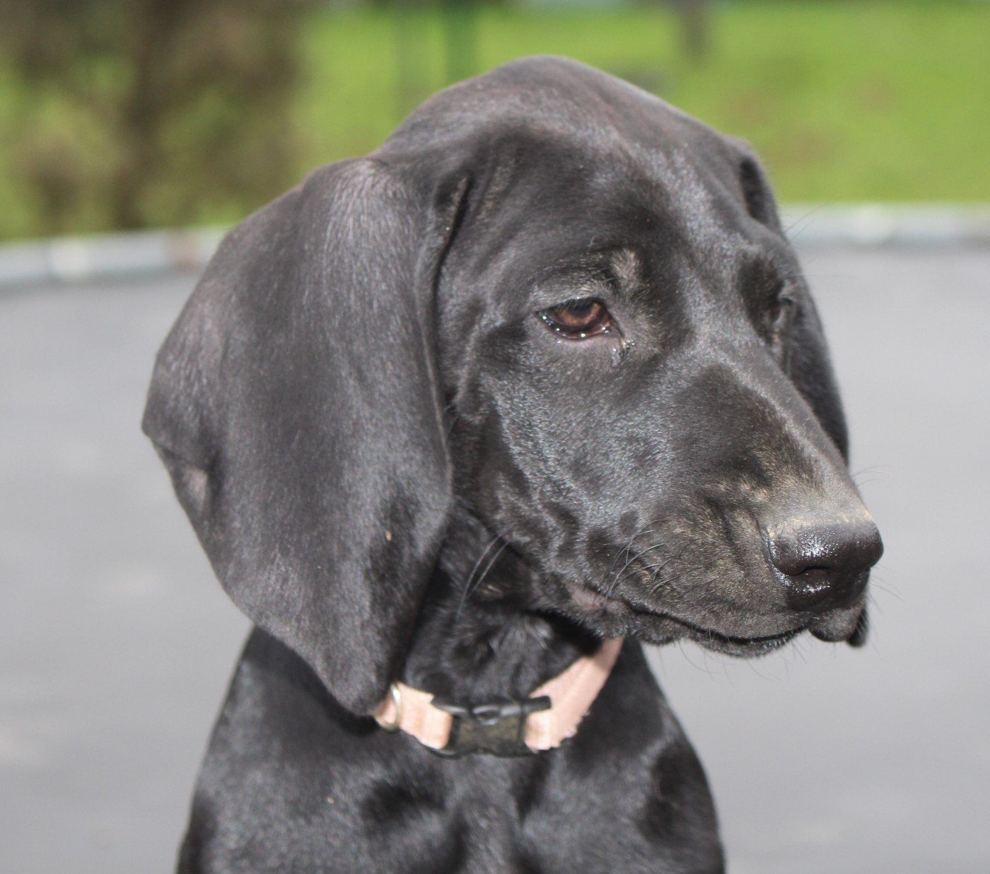 Collier rose bonbon - Avanti dit Alba