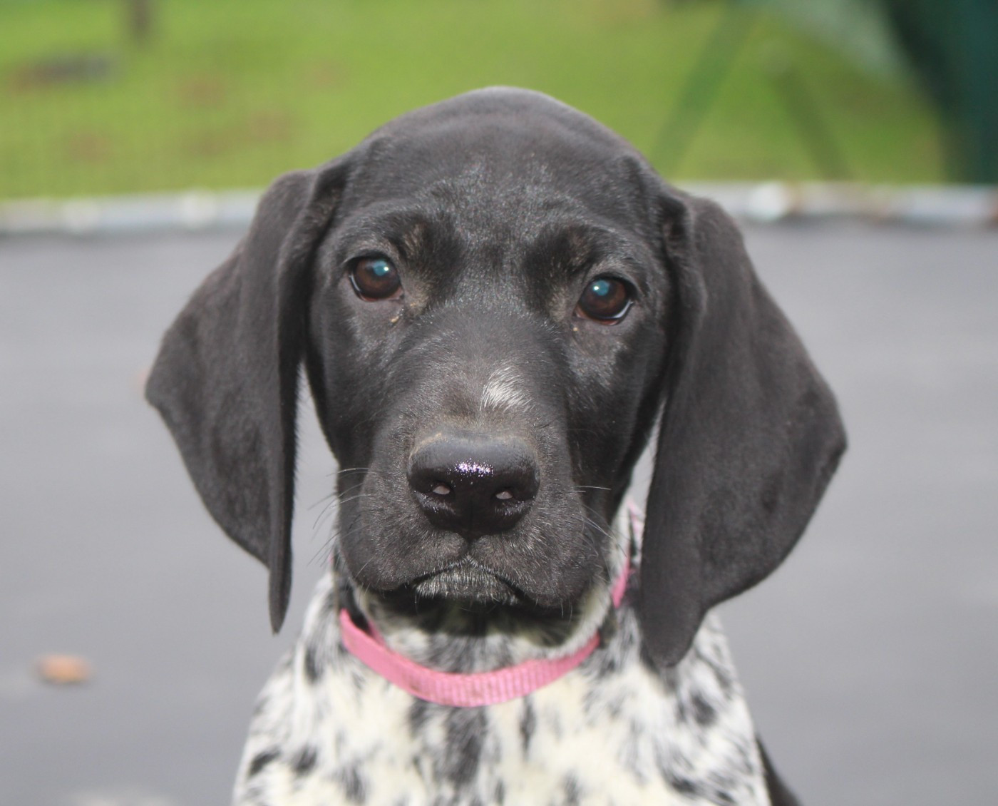 Collier rose - Audi dit Alba