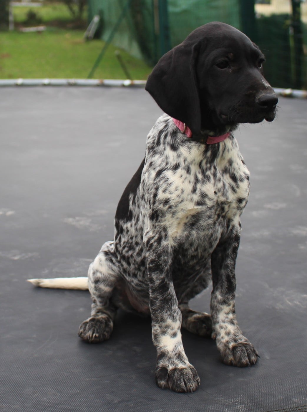 Collier rose - Audi dit Alba