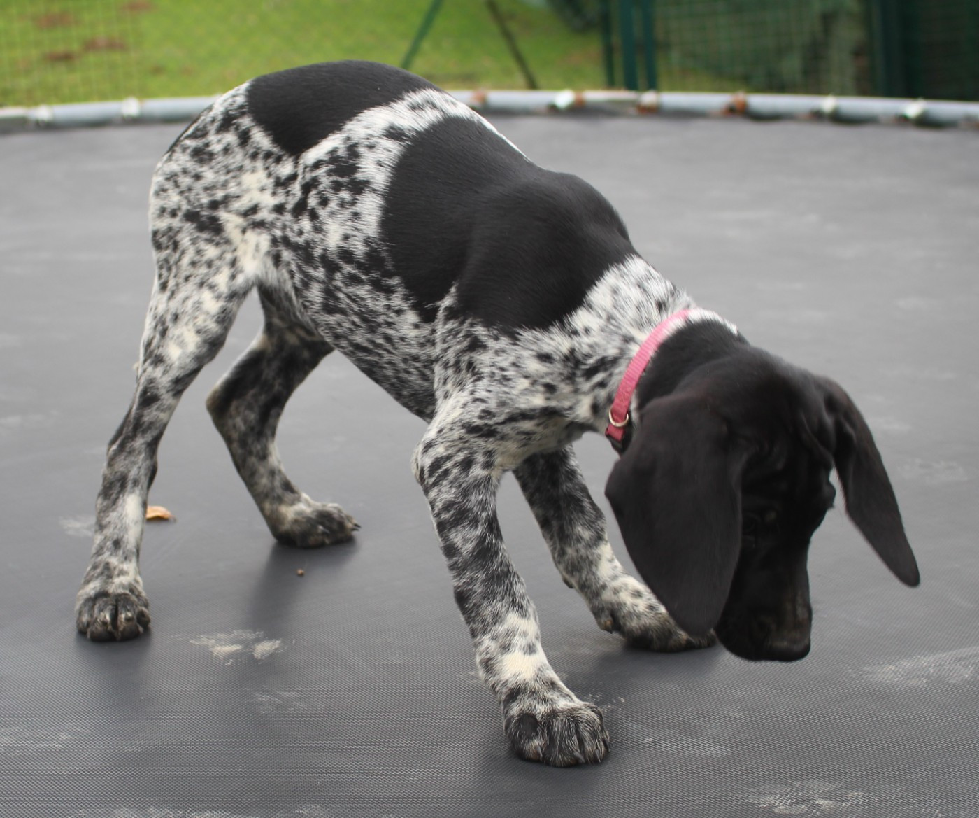 Collier rose - Audi dit Alba