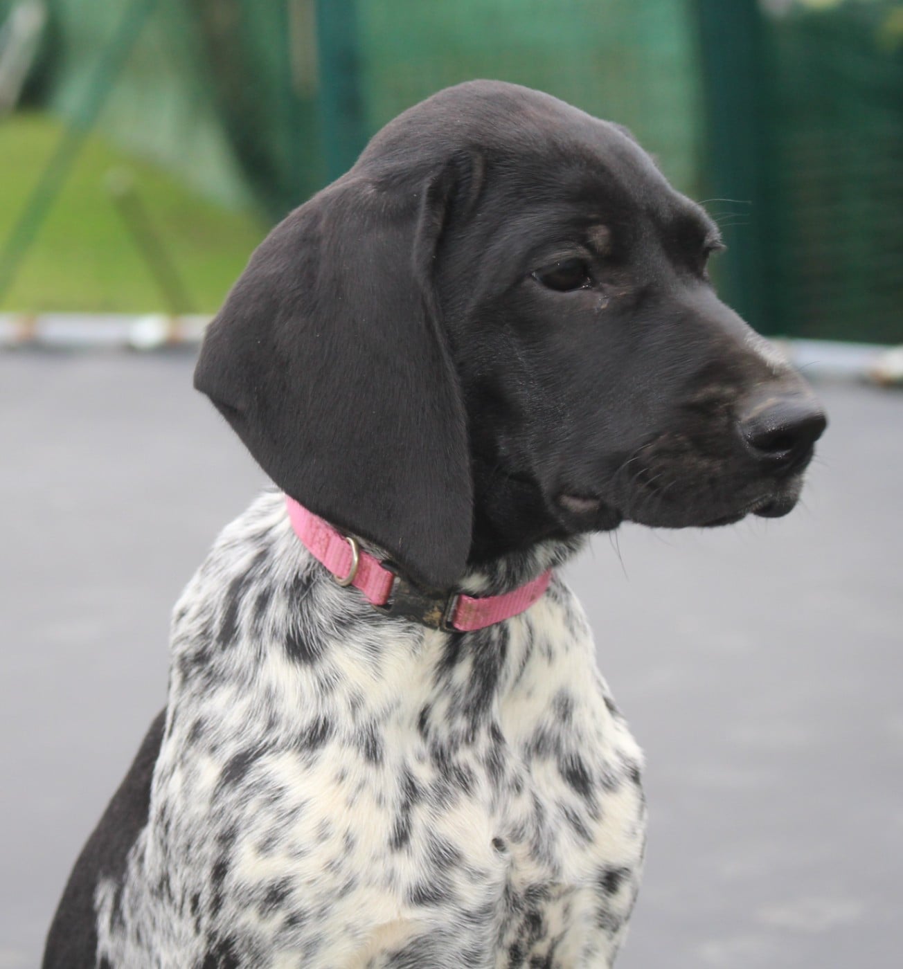 Collier rose - Audi dit Alba