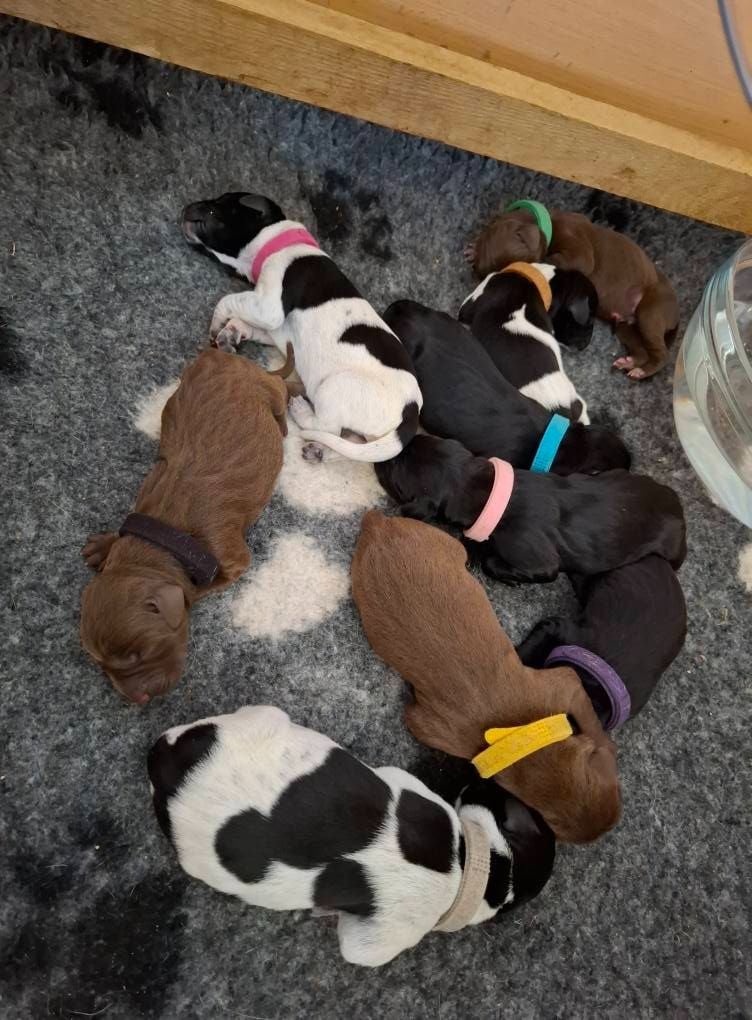 Braque allemand à poil court - Of Joy's Heaven