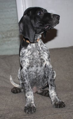 Les chiots de Braque allemand à poil court