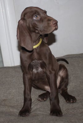 Les chiots de Braque allemand à poil court