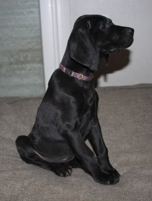 Les chiots de Braque allemand à poil court