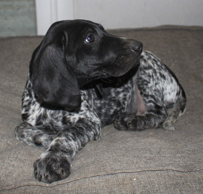 Les chiots de Braque allemand à poil court