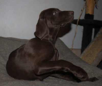 Les chiots de Braque allemand à poil court