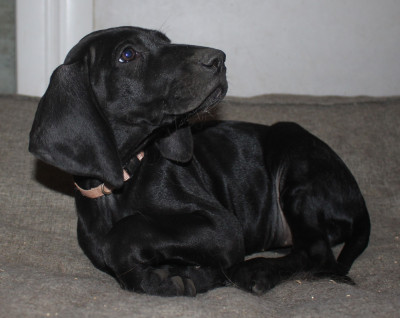 Les chiots de Braque allemand à poil court