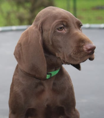 Les chiots de Braque allemand à poil court