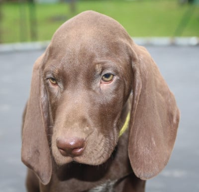 Les chiots de Braque allemand à poil court