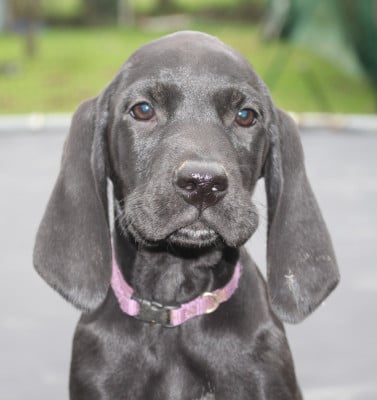 Les chiots de Braque allemand à poil court
