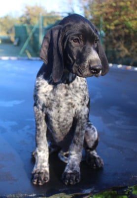 Les chiots de Braque allemand à poil court
