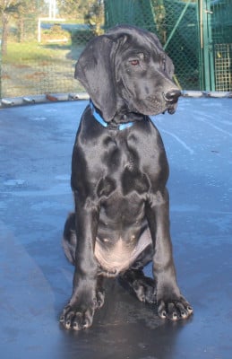 Les chiots de Braque allemand à poil court