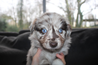Les chiots de Berger Australien