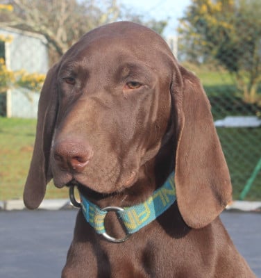 Les chiots de Braque allemand à poil court