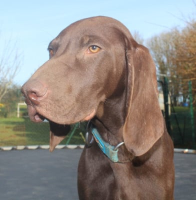 Les chiots de Braque allemand à poil court
