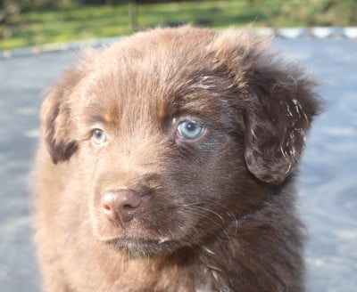 Les chiots de Berger Australien