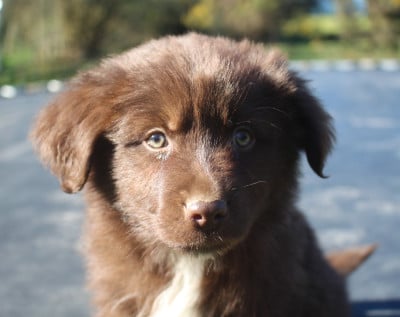 Les chiots de Berger Australien