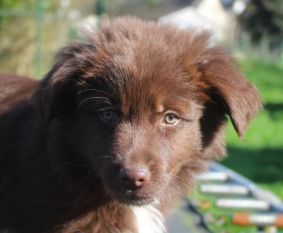Les chiots de Berger Australien