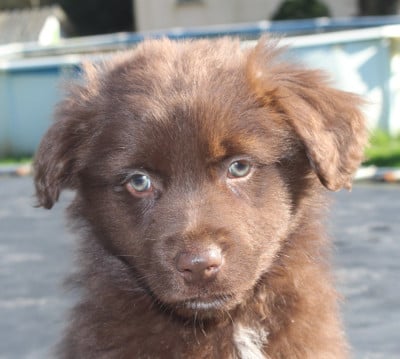 Les chiots de Berger Australien