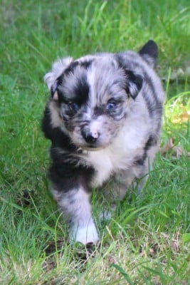 Les chiots de Berger Australien