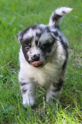 Les chiots de Berger Australien