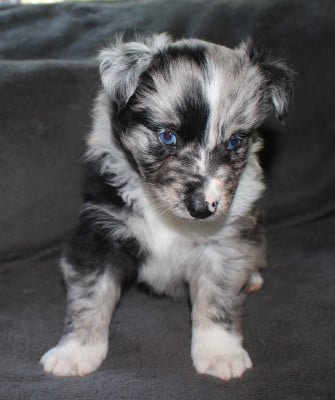 Les chiots de Berger Australien