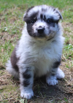Les chiots de Berger Australien