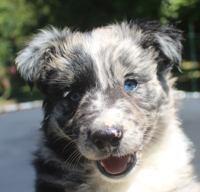 Les chiots de Berger Australien
