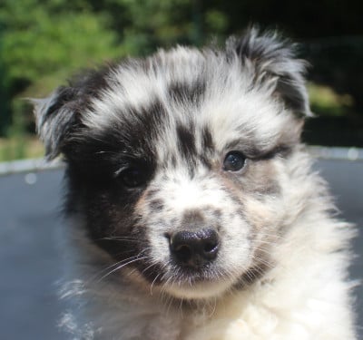 Les chiots de Berger Australien