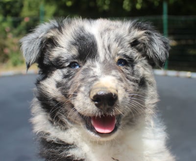 Les chiots de Berger Australien