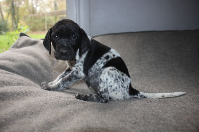 Les chiots de Braque allemand à poil court