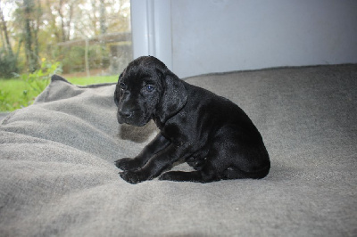 Les chiots de Braque allemand à poil court