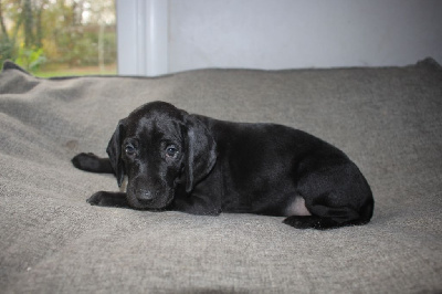 Les chiots de Braque allemand à poil court