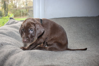 Les chiots de Braque allemand à poil court