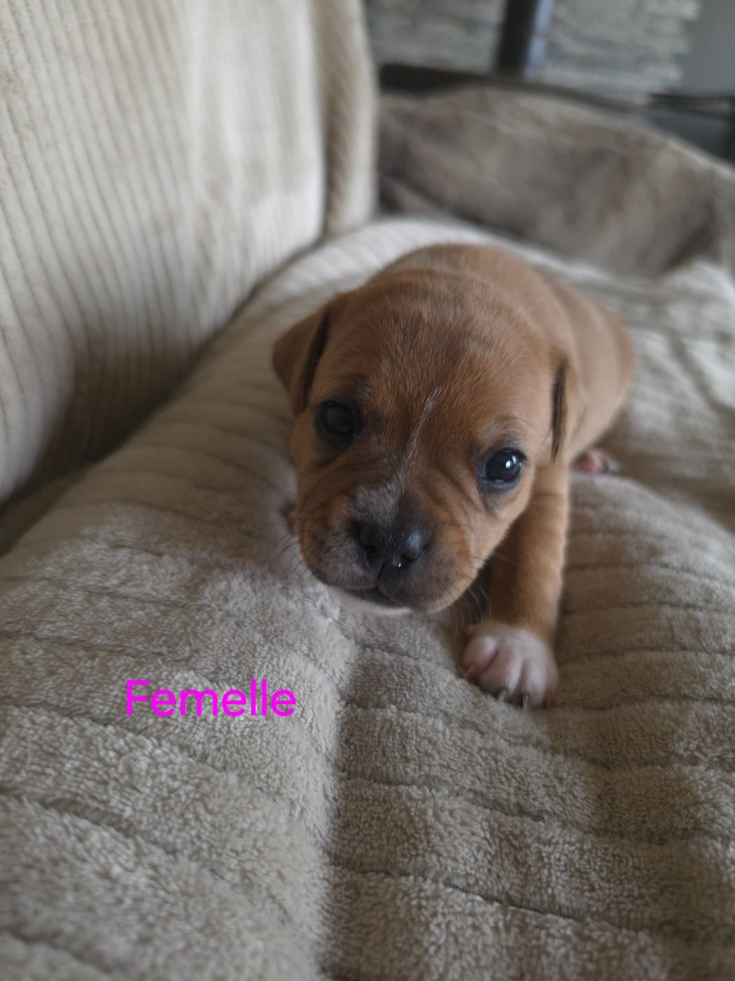 CHIOT 1
