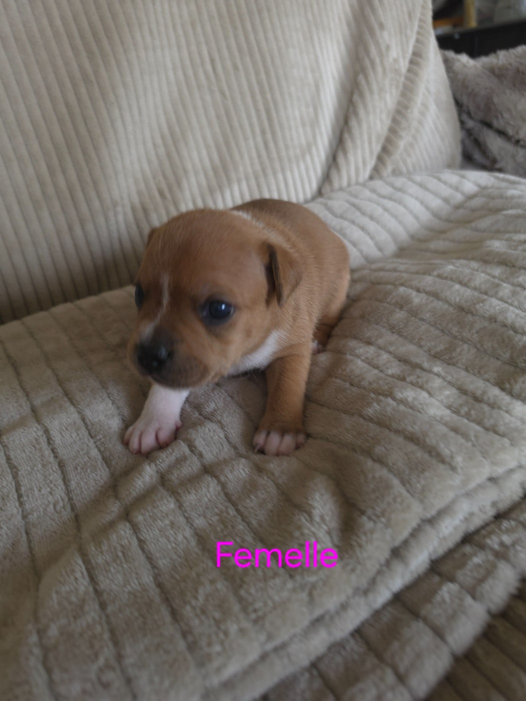 CHIOT 1