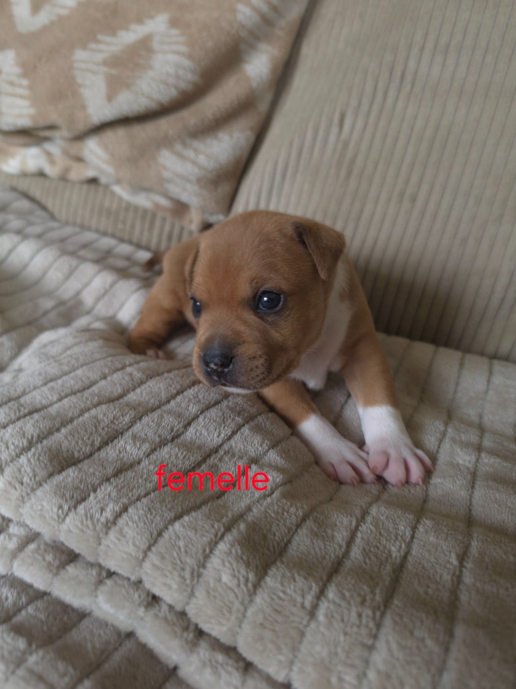 CHIOT 2 - Staffordshire Bull Terrier