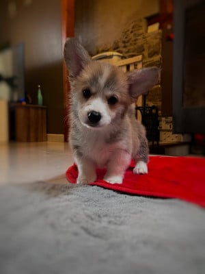 Les chiots de Welsh Corgi Pembroke
