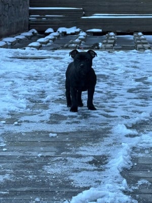 Les chiots de Staffordshire Bull Terrier