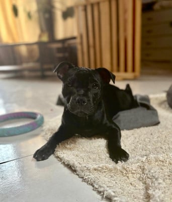 Les chiots de Staffordshire Bull Terrier