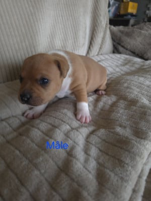 Staffordshire Bull Terrier