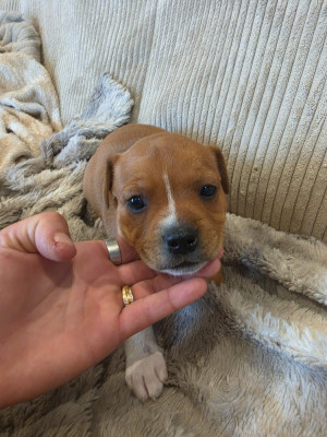 Les chiots de Staffordshire Bull Terrier