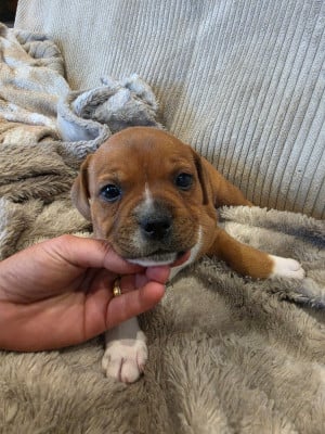 Les chiots de Staffordshire Bull Terrier