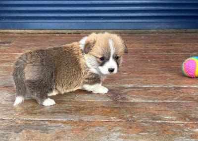 Les chiots de Welsh Corgi Pembroke