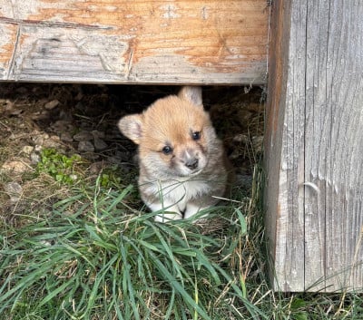 Les chiots de Welsh Corgi Pembroke