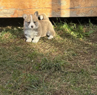 Les chiots de Welsh Corgi Pembroke