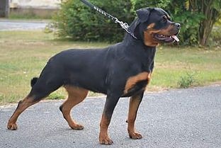 Jessie De chatoisillon - 1ère execellente