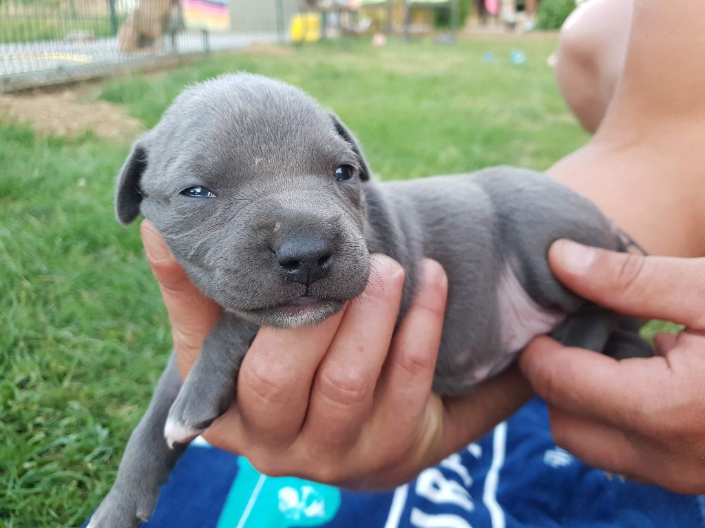 CHIOT - American Staffordshire Terrier