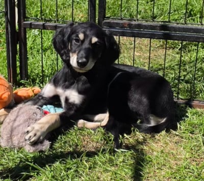 Les chiots de Saluki